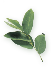 Professional Wedding Planning Services in Bhubaneswar