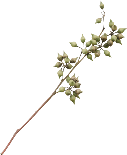 Professional Wedding Planning Services in Bhubaneswar